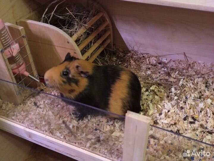 Морская свинка вязка