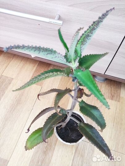 Каланхоэ лечебное