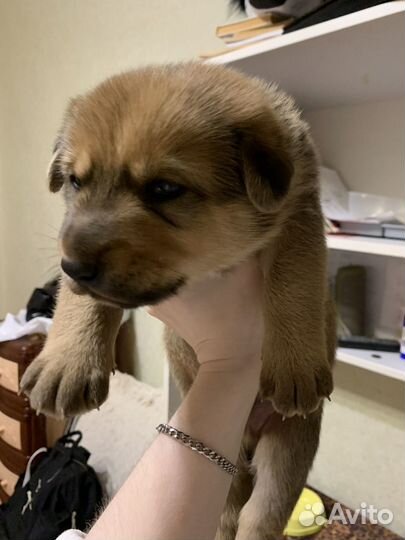 Щенок, помесь лайки