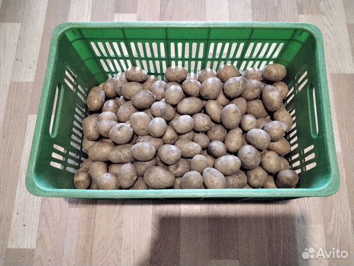 Семенной картофель