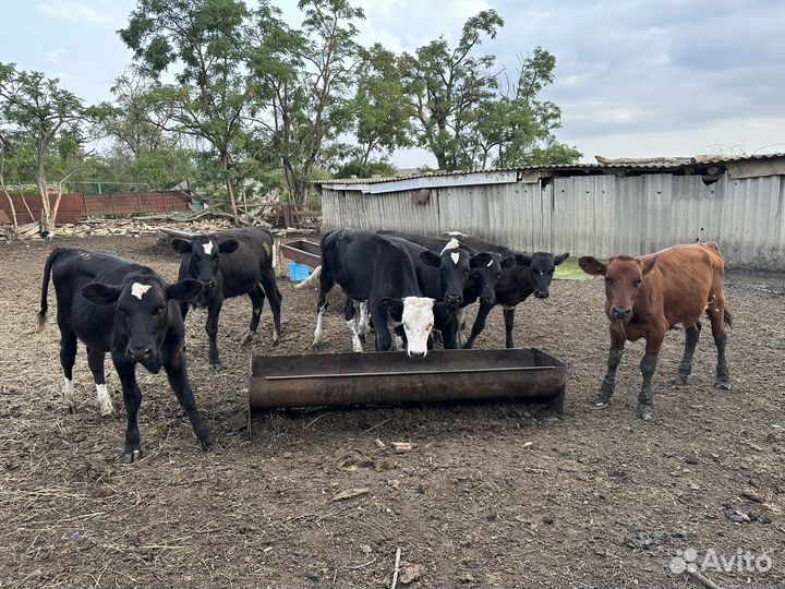 Бычки телки