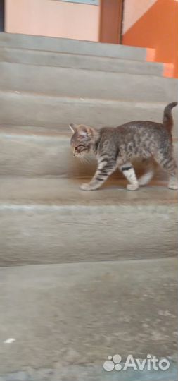 Котята