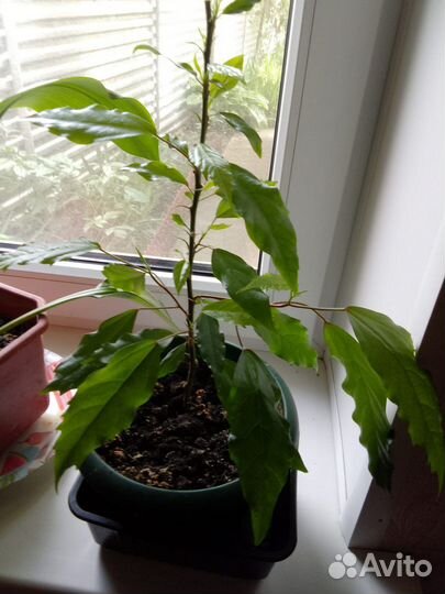 Гибискус пестролистный (китайская Роза )