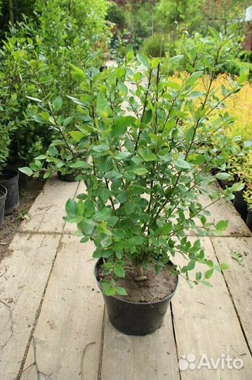 Кизильник блестящий Cotoneaster lucidus/С2/3