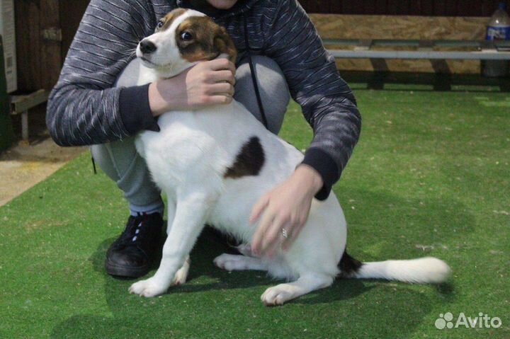 Щенок Пирожок в добрые руки