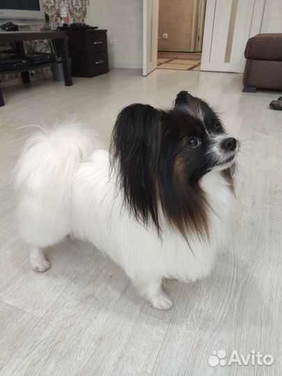 Вязка Папильон