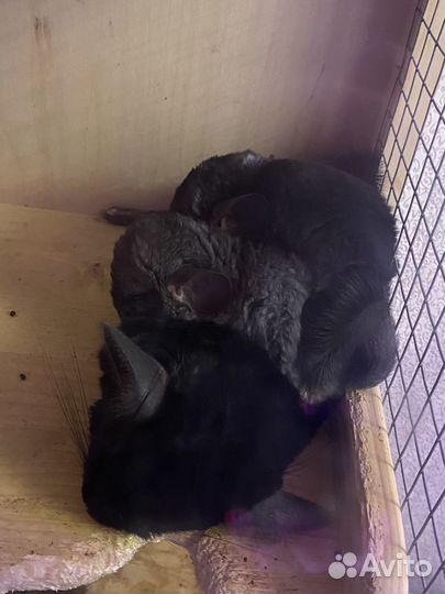 Щенок шиншиллы мальчик