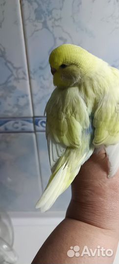 Выставочный волнистый попугай