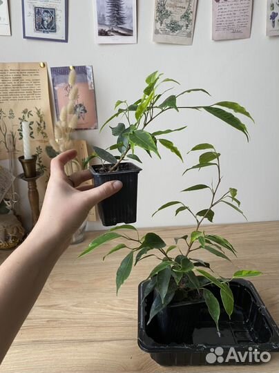 Комнатные растения цветы, строманта