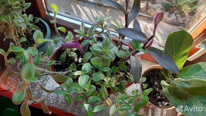 Гардения жасминовидная, традесканция