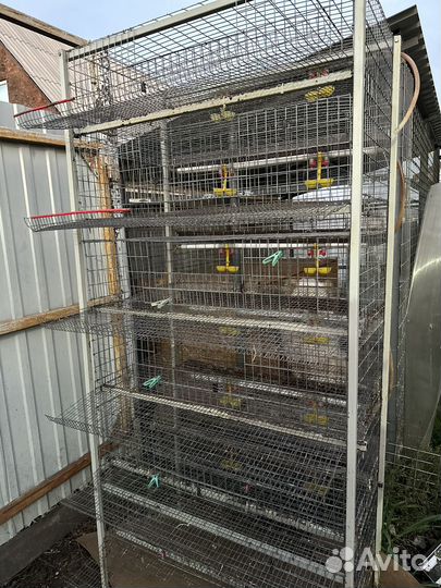 Клетки для перепелов перепелиная ферма