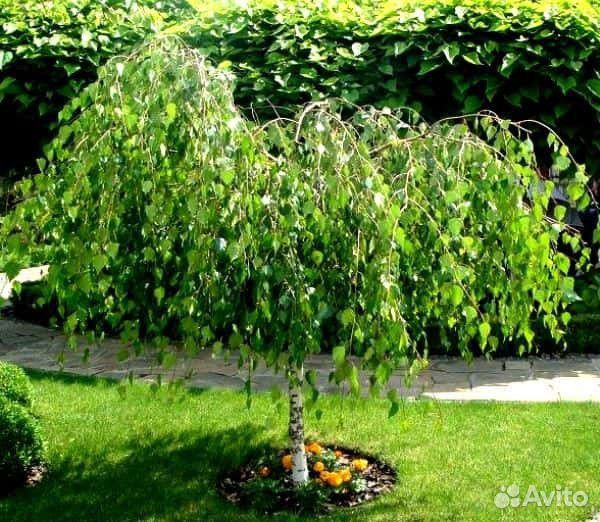 Береза плакучая на штамбе