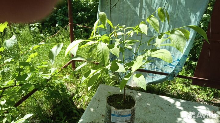 Саженцы грецкого ореха