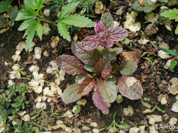 Садовые растения