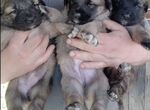 Собаки щенки бесплатно купить в Тюмени 