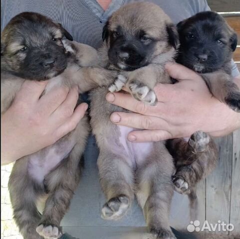 Собаки щенки бесплатно купить в Тюмени  объявление продам