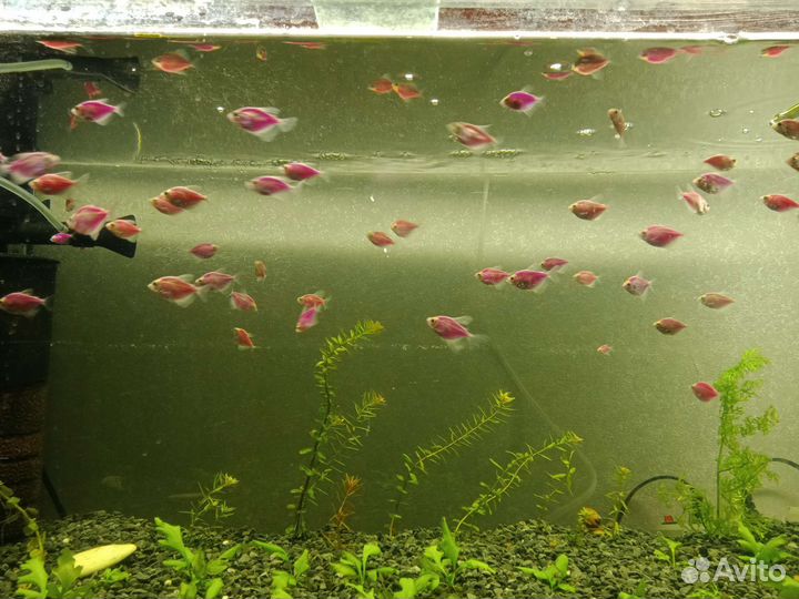 Продам тернеций