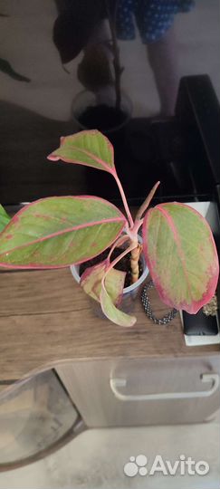 Комнатные растения