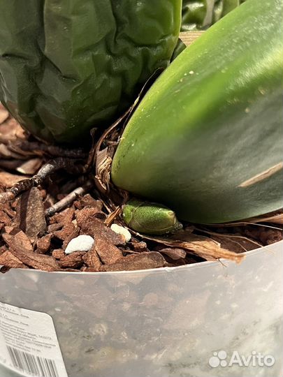 Орхидея ликаста