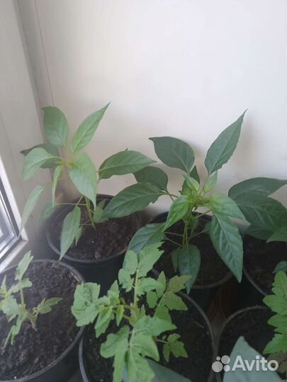 Рассада острого перца комнатного маленький