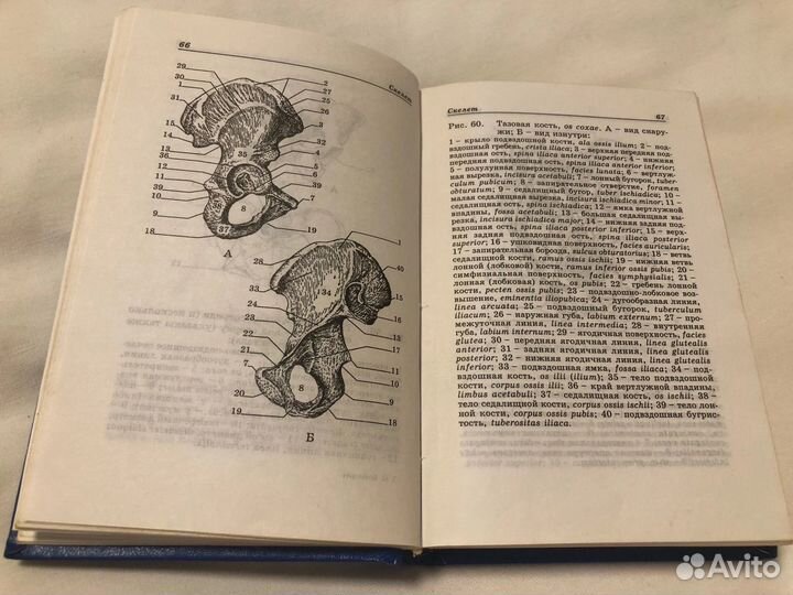 Атлас карманный анатомия человека