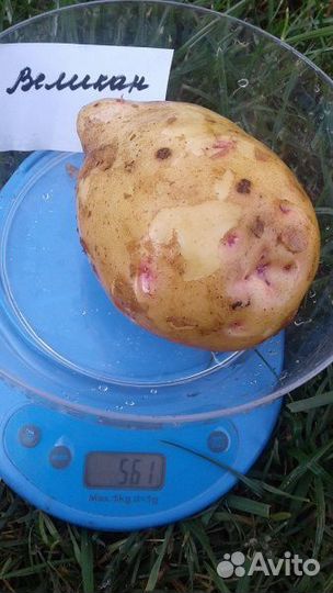 Картофель Великан
