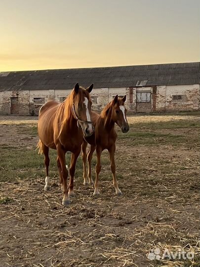 Кобылы и жеребята