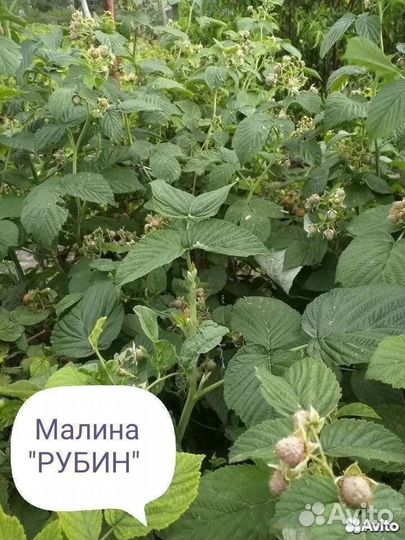 Саженцы малины одноразовая и двухразовая