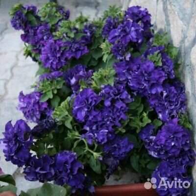 Петуния, пеларгония, лилейники