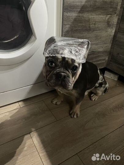 Вязка с французом