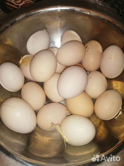 Яйцо домашнее