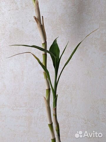 Драцена Икеа (бамбук)