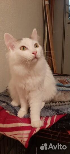 Котёнок Пушок ищет дом