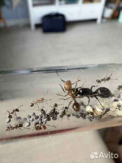 Муравьи messor structor, жнецы, матка муравьев