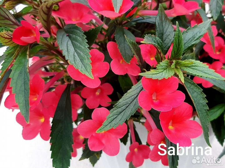 Ахименесы ризомы на заказ