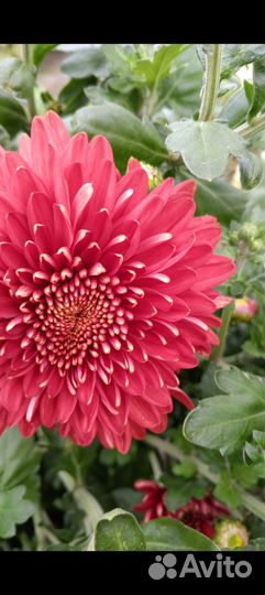 Хризантема корейская