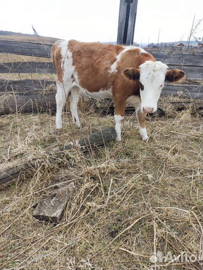 Продаются телята