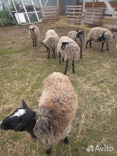 Овцы бараны