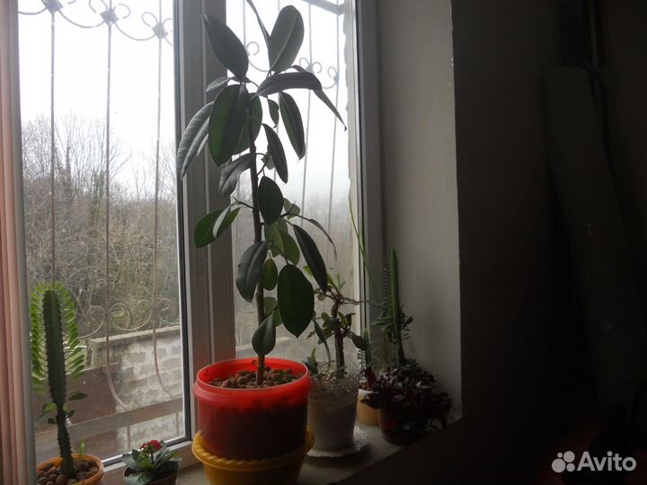 Фикус каучуконосный