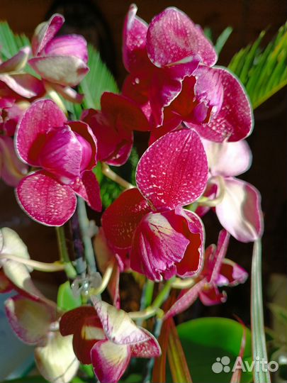 Орхидея кимано пелор и бабочка