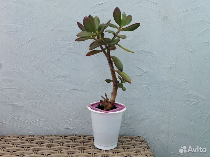 Крассула толстянка