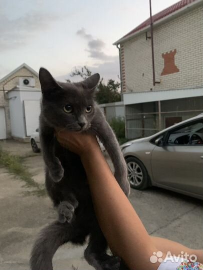 Отдам в добрые руки