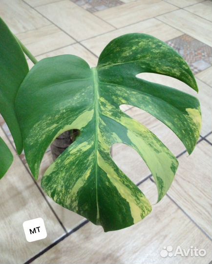 Монстера Еллоу сплеш (Yellow splesh)