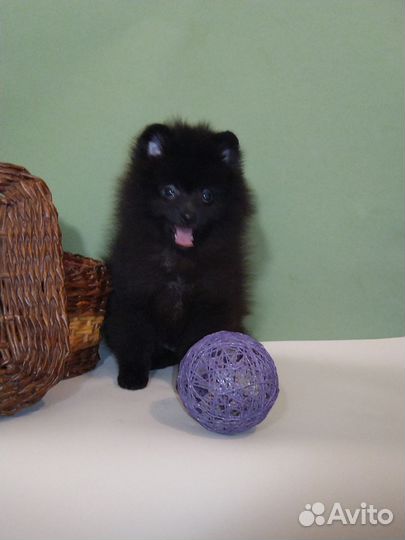 Щенки шпица