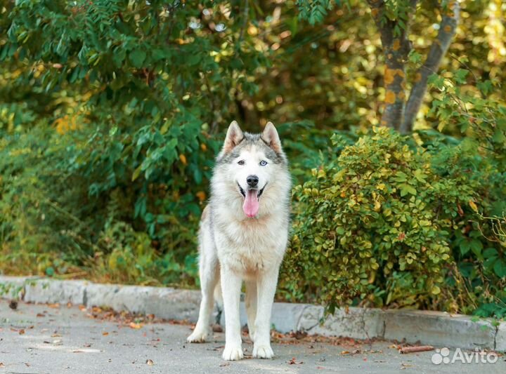 Хаски в добрые руки