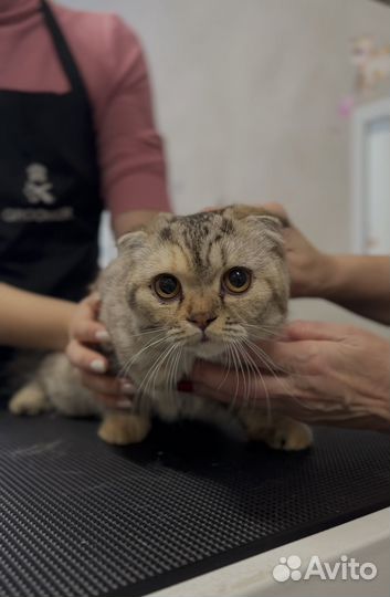 Услуги грумера