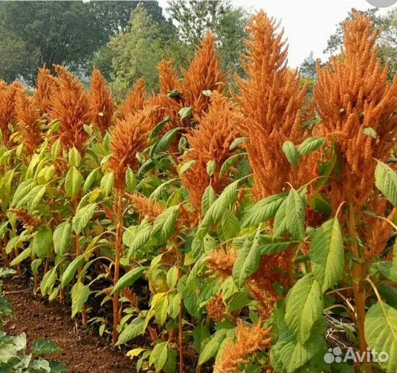 Семена амаранта метельчатый ажурный