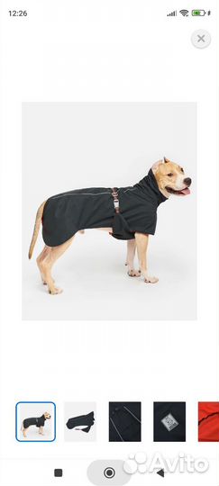 Одежда для большой собаки