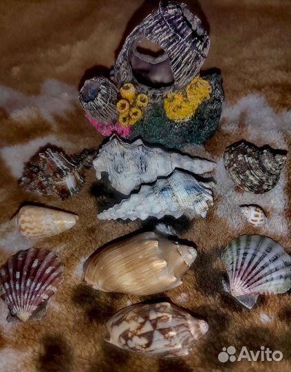 Набор для аквариума/Коралл и ракушки