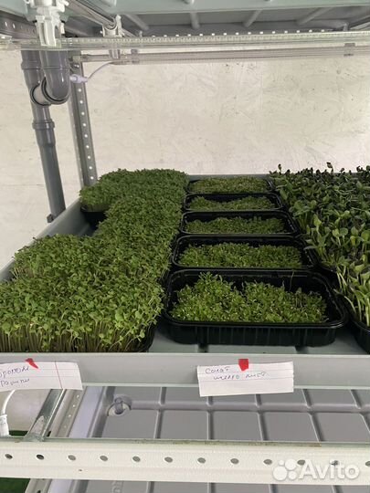 Микрозелень